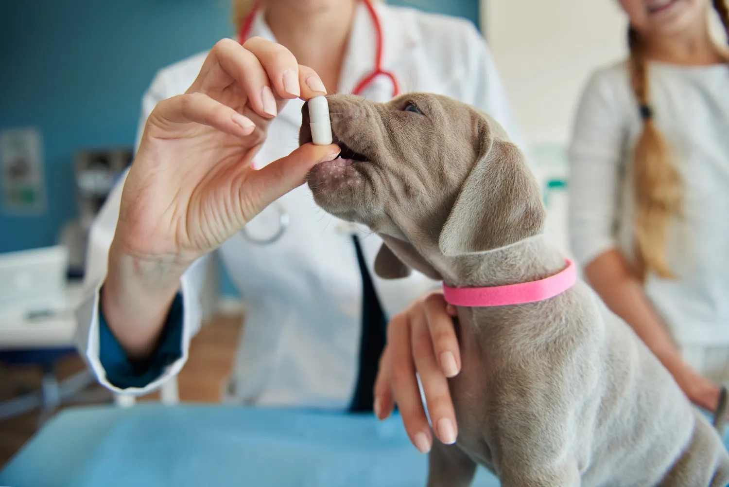 Diplomado en Farmacología Veterinaria