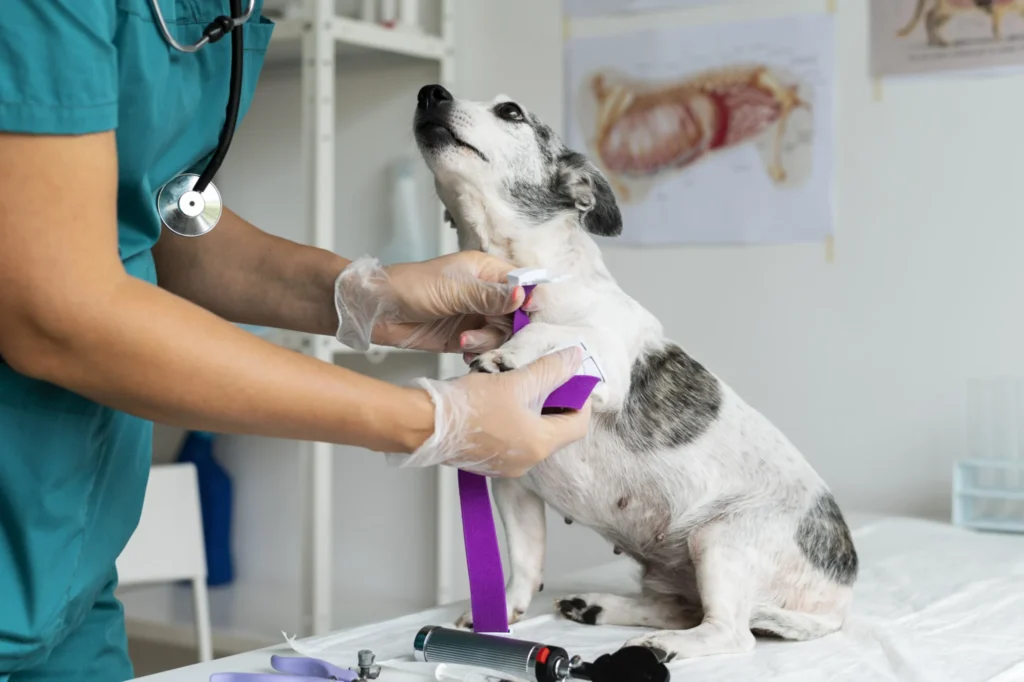 Diplomado en Dermatología Clínica y Otología en Pequeños Animales