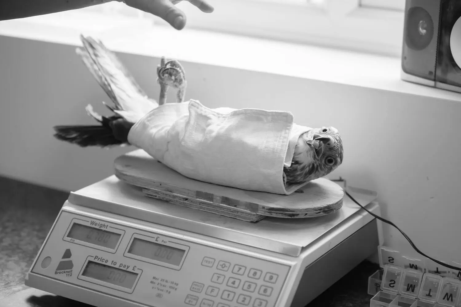 Máster en Nutrición Clínica y Gestión de Peso en Pequeños Animales 2