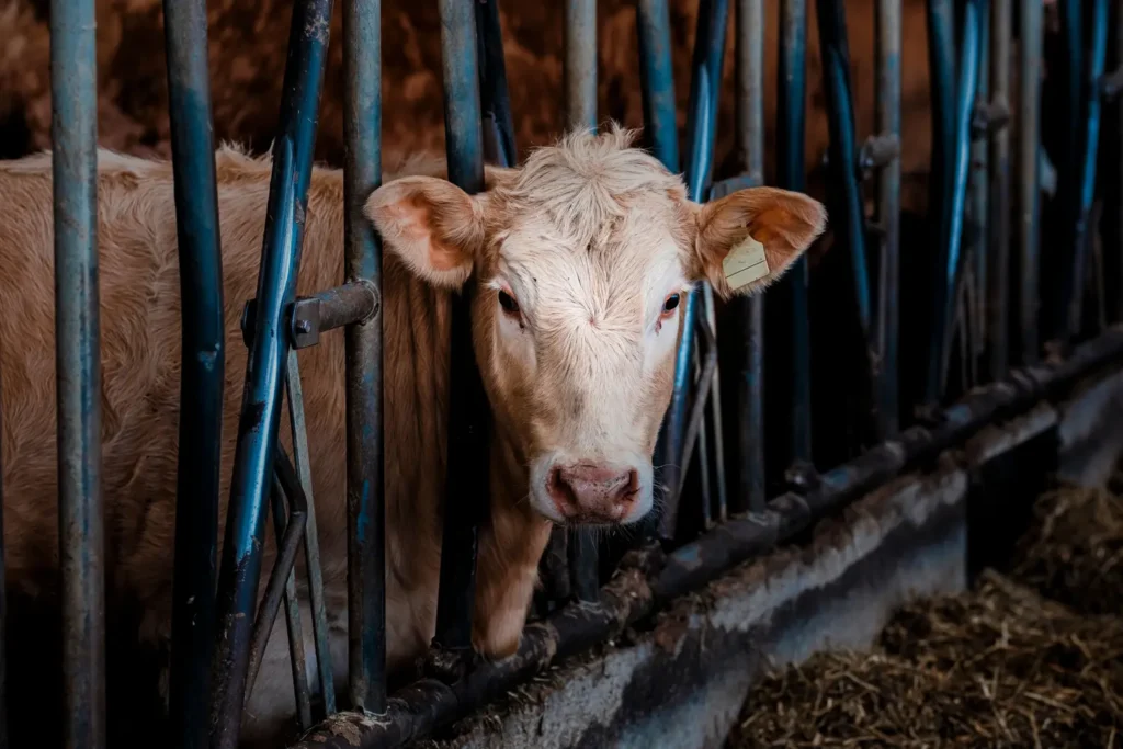 Diplomado en Medicina Veterinaria para Animales de Producción (Bovinos y Porcinos) 3