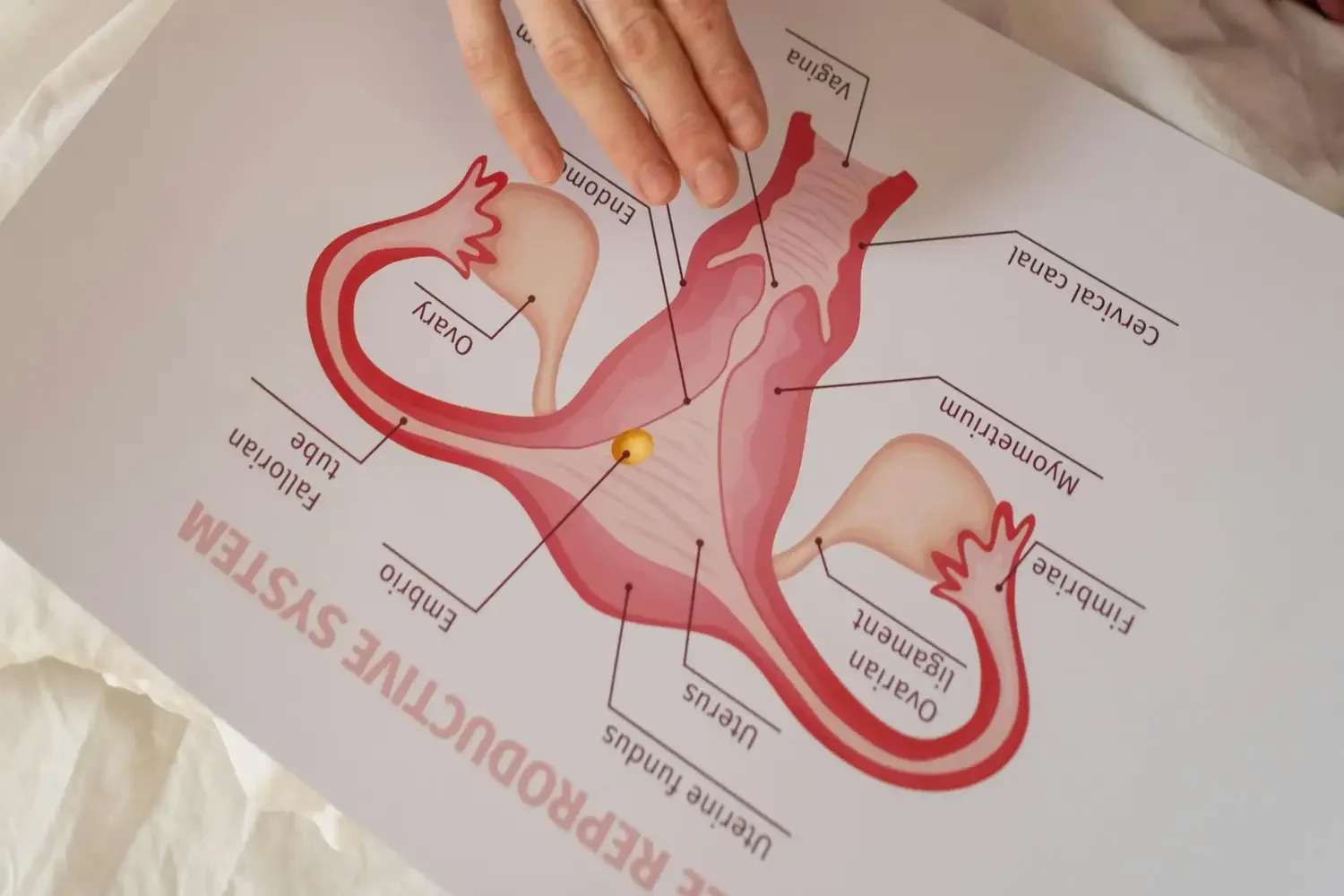 Curso ciclo Menstrual y Endocrinología Reproductiva 1