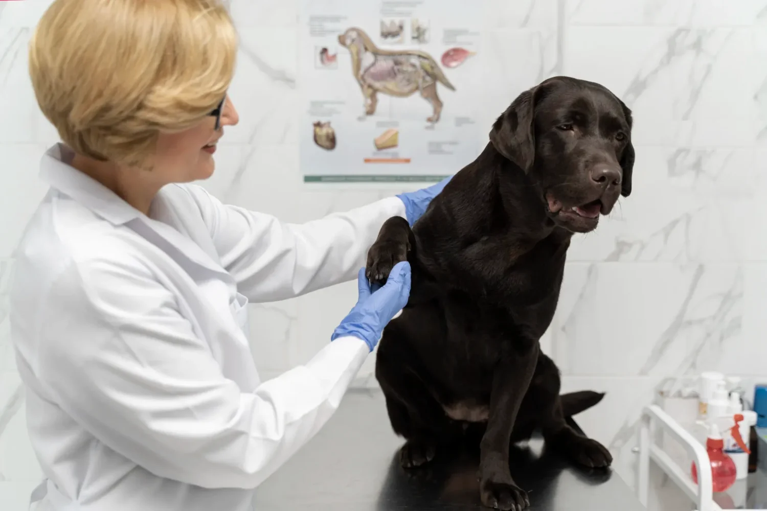 Diplomado en Imagenología Veterinaria Práctica y Teleradiología