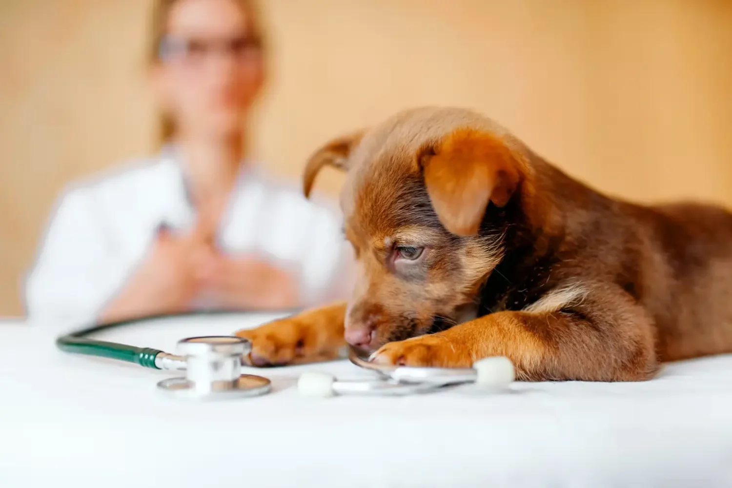 Diplomado en Imagenología Veterinaria Práctica y Teleradiología 1